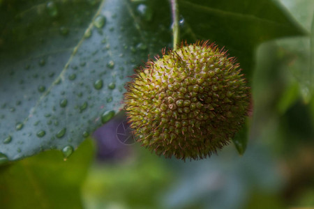 杰克水果与雨水滴图片