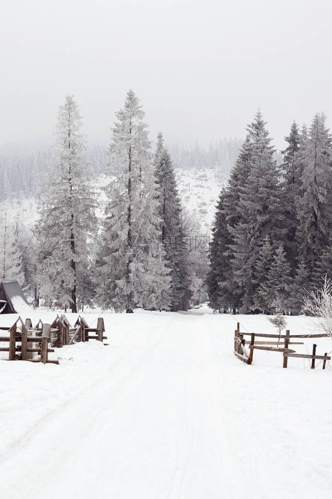 山中美丽的雪景圣诞节的冬日美景图片