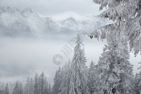 山中美丽的雪景圣诞节的冬日美景图片