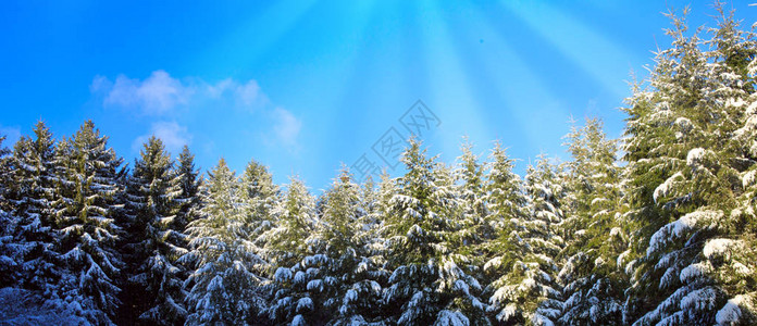 冬季雪圣诞节风景白日落在雪图片