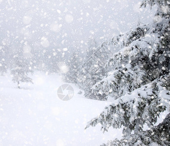 大雪中积雪覆盖的冷杉图片