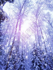 圣诞节冬季森林风景在寒冷的一天有雪和阳图片