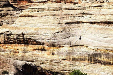 古代被侵蚀的河床之上的乌鸦飞翔穿过犹他州的自然桥图片