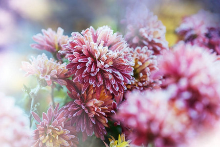 美丽的粉红色冰冻的花朵在清晨的深秋图片