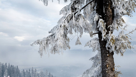 山中美丽的雪景圣诞节的冬日美景图片
