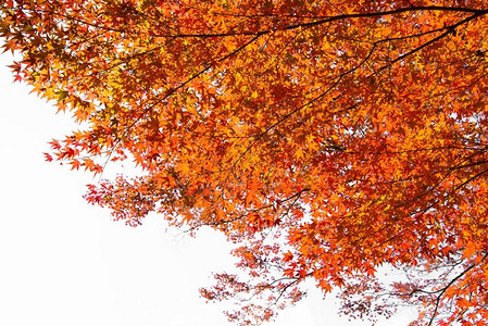 秋叶背景树叶变色图片