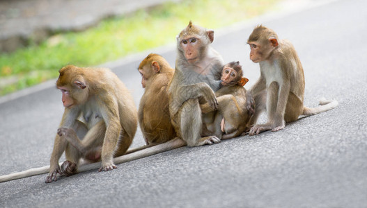 动物区系猴子家族背景