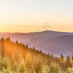 山上的日落森林和灿烂的阳光图片