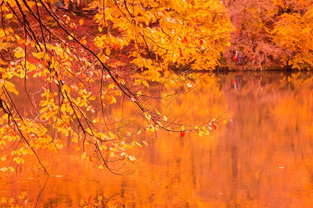 秋季景观的柔和景色图片