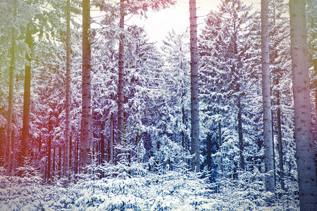 波兰南部明亮的冬日雪中的野木图片