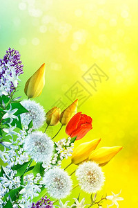与明亮的春天花朵的花卉背景图片