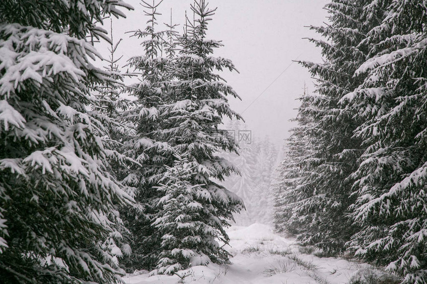 雪中冬季森林山地风景和人行道日晒落图片