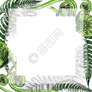 水彩风格的热带蕨叶框架背景纹理包装图案框架或边框高清图片