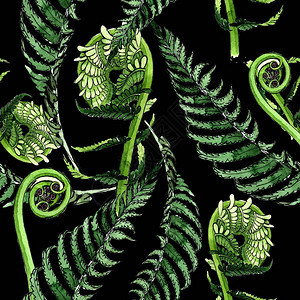 水彩风格的热带蕨叶图案背景纹理包装图案框架或边框图片