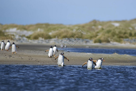 Gentoo企鹅Pygoscelispapua穿越福克兰群岛海狮图片