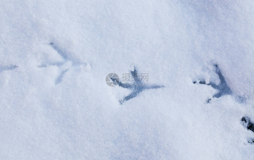 雪地里的鸟脚印图片