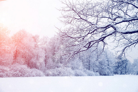 冬季奇景背地貌树木雪中的森林圣诞图片