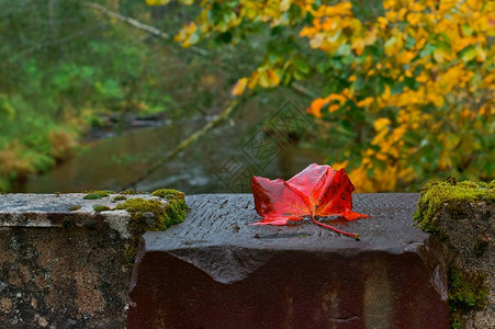 红叶在水泥地基上秋叶红枫叶图片