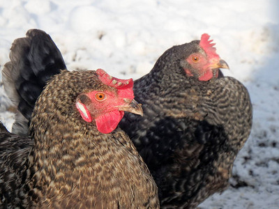自由放养家禽养殖黑白母鸡图片