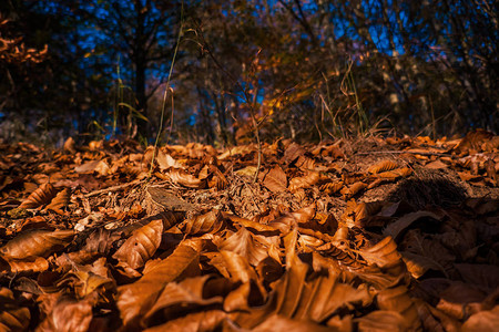 秋天落叶在森林里图片