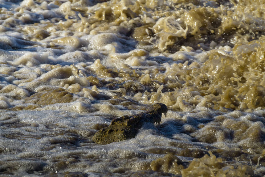 富饶的懒惰捕鱼格鲁米提河上的尼罗鳄鱼坦图片