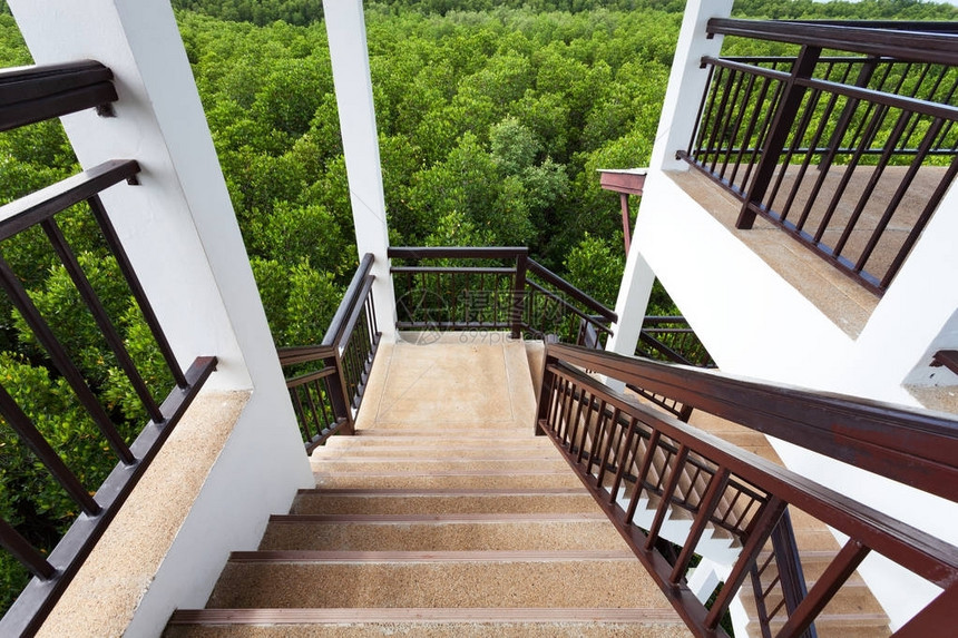 观光塔红树林中的螺旋楼梯图片