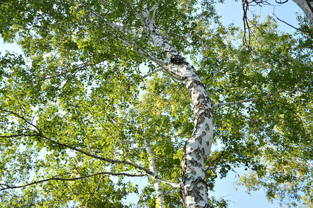 阳光夏日的Birch树在森林中的图片