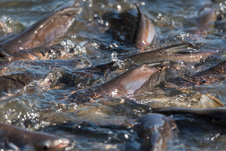 许多淡水鱼如鲶鱼蛇头鱼蛇鱼和其他饥饿的淡水鱼群在喂食时争先恐后地图片