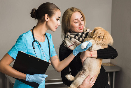 兽医检查一只受伤的狗爪在兽医救护车图片