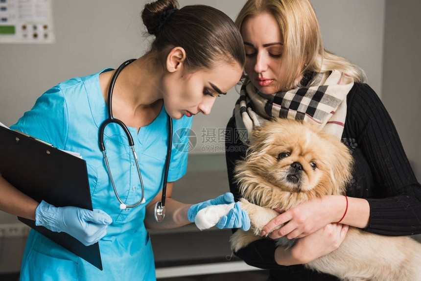 兽医检查一只受伤的狗爪图片
