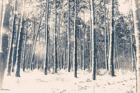 老古董照片树松云杉在魔法森林冬天与落雪晴天雪林降雪圣诞节冬天背背景图片