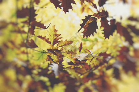 橡树秋天秋天的场景美丽自然场景树木和树叶自然背景图片