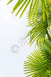 热带海岸的棕榈树图片