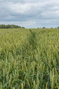 夏季风景拉特维亚有小麦田和云低视点图片