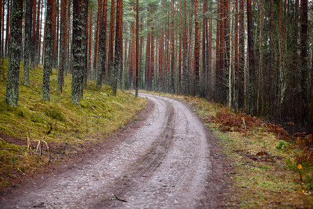 农村的空森林道路图片
