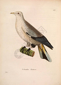 外来鸽子说明1850年新诺瓦图片
