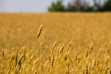 成熟的麦穗对麦田的特写图片