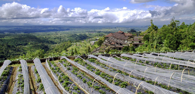 巴厘岛的草莓园图片