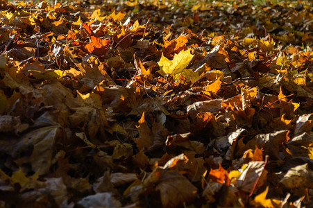 秋叶多彩Latvia的自然图片