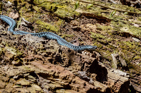 地表上的蓝蛇在Latvia的自然图片
