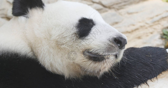 可爱的熊猫睡在动物园图片