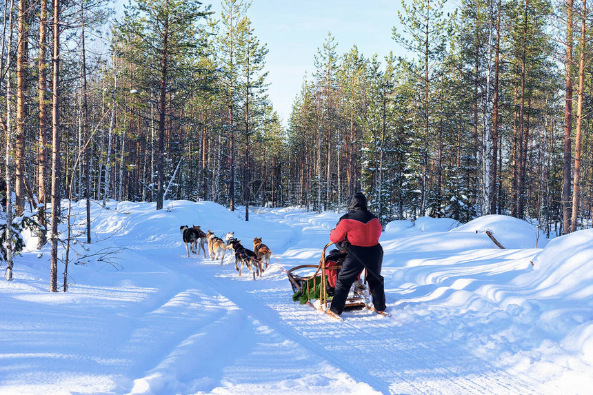 在芬兰冬季森林的拉普兰罗瓦涅米图片