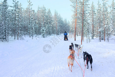 冬季在拉普兰罗瓦涅米Rovaniemi骑游狗雪图片
