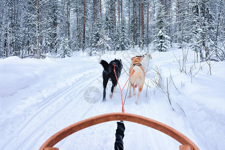 在罗瓦涅米森林的滑雪中在冬图片