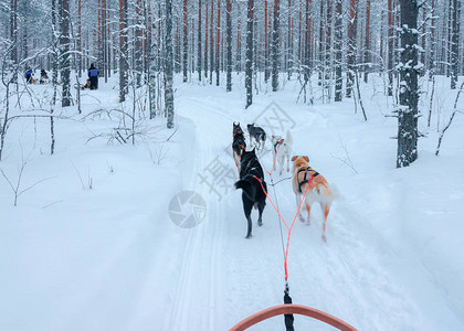 在罗瓦涅米森林的雪橇里在芬兰图片