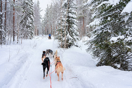 在罗瓦涅米森林的雪橇上在芬兰图片