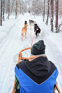在芬兰冬季拉普兰Rovaniemi骑哈斯图片