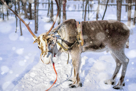 驯鹿站在芬兰拉普兰罗瓦涅米的冬季农场晚上图片