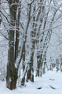 景观冬季公园树木户外下雪天图片