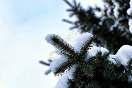 景观冬季公园树木户外下雪天图片